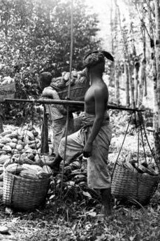 Fotografía del cultivo de cacao, tomada por Walter Roepke en 1914, colección del Wereldmuseum Amsterdam