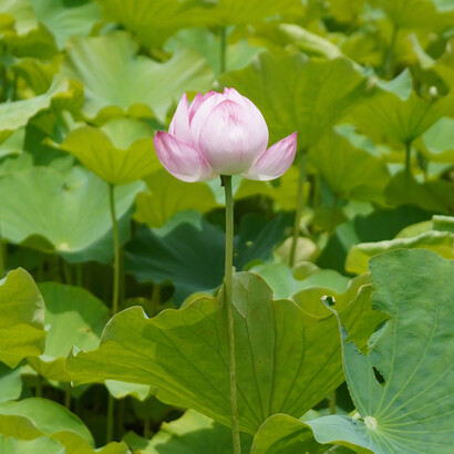 Flor de lotus floresce em resposta à confiança no tempo