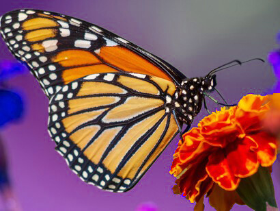 Per quanto riguarda, in particolare, le coltiviamo le sirene, le violaciocche , la valeriana rossa e tutte le erbe aromatiche