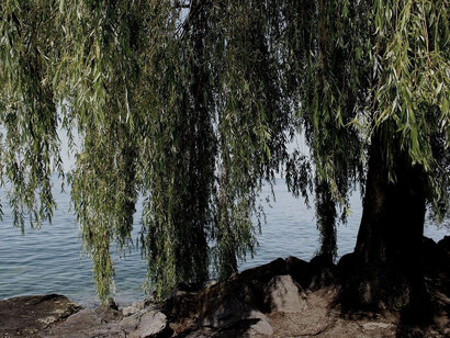 L'acqua è uno degli elementi legati al salice