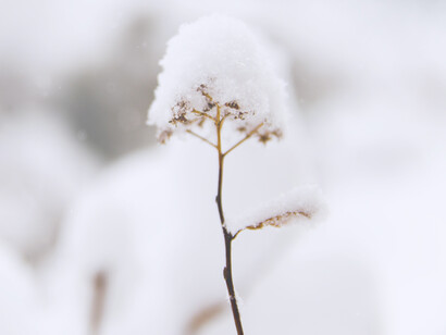 Planta cubierta de escarcha: el tiempo pasa, sin duda, en nuestra percepción de estos campos del universo