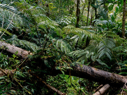 View of the Rain Forest at the Quetzal Biotope Mario Dary Rivera, ph. Willy Castellanos
