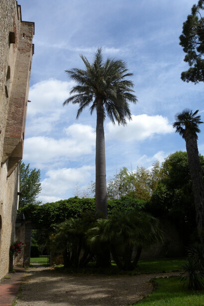 Jubaea chilensis