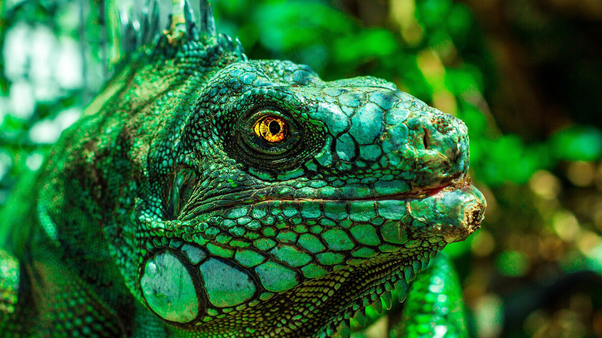 Iguana, Amazonas, Brasil