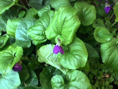Viola odorata, viola mammola 