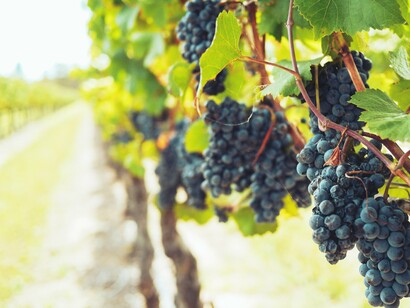 Fui recebido com um sorriso e uma taça de espumante gelado. O enólogo me contou sobre o processo de produção e sobre como o terroir da Serra, com suas colinas e clima úmido, dá ao vinho brasileiro uma identidade única. Enquanto ele falava, eu observava os barris de carvalho alinhados e percebi que ali o vinho não era apenas uma bebida, mas uma forma de expressar amor à terra