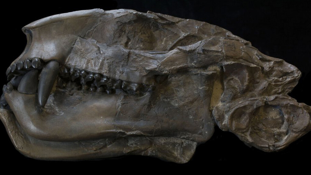 Grounds For Discovery. Courtesy of Royal Tyrrell Museum