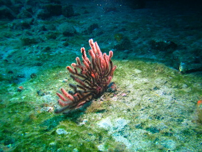 Gorgonia roja en El Cráter. Tenerife. Foto: Ana Herrero 