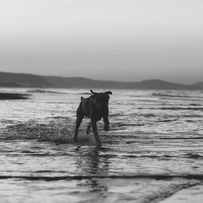 Perrita disfrutando un día en la playa
