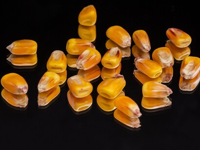 Granos de maíz