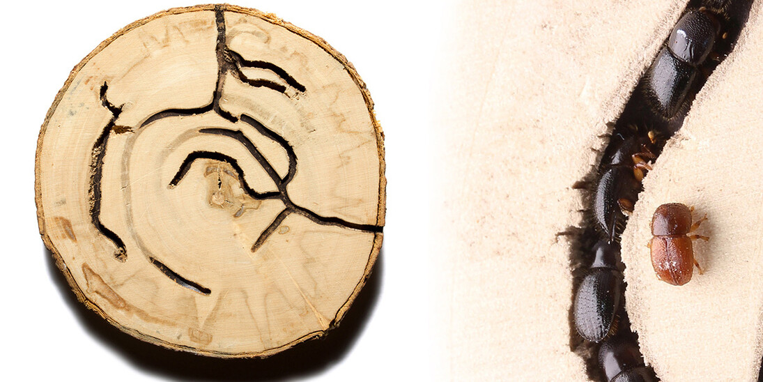 Bark Beetle Calligraphy. Courtesy of Florida Museum of Natural History