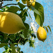 Goethe's Gardens. Courtesy of Bundeskunsthalle