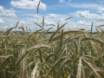 Campo di segale al momento della raccolta
