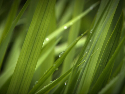 David Ian Bickley, Green Flow