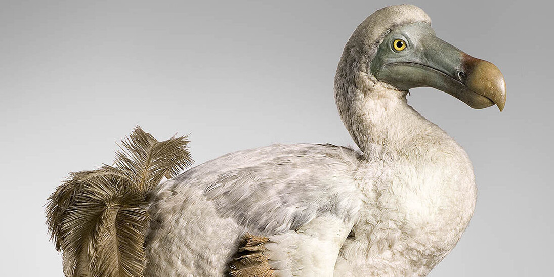 Masterpieces of Taxidermy. Courtesy of Museum für Naturkunde