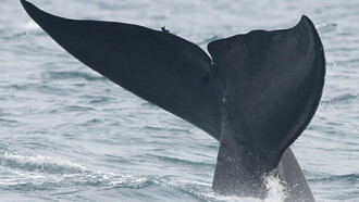 Watching Blue Whales in Mirissa © Gehan de Silva Wijeyeratne