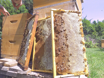 Panal de abejas tratado por Alpimedicina
