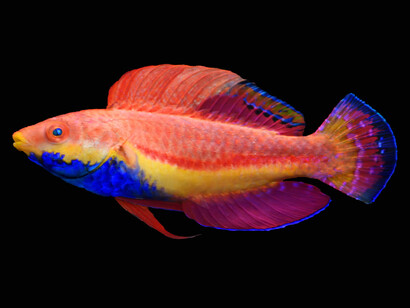 «Cirrhilabrus cyanogularis», nativo de las profundidades del océano Índico, conocido por su nombre común de pez hada de garganta azul