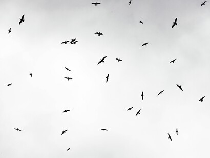 La muerte es un hecho real, permanente, inevitable, inherente a todo ser vivo