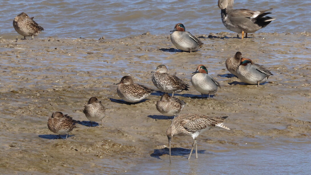 Teal, Gadwall and Curlew on the shoreline at Crossness (c) Gehan de Silva Wijeyeratne