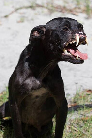 A dog without a snout