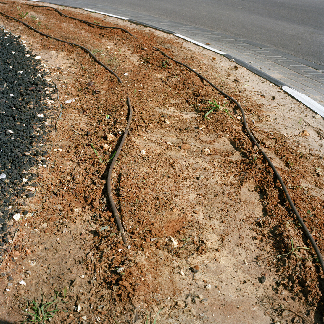 Corrine Silva, Untitled 004 from Gardening the Suburbs, 25 x 25 cm, c type print © Corinne Silva 2014