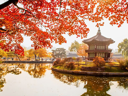 Immerse yourself in the stunning autumn scenery at Gyeongbukgung Palace in Korea, where vibrant red trees create a picturesque backdrop, showcasing the breathtaking beauty of nature