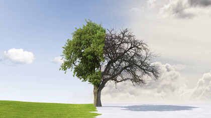 Image of a tree through a four-season cycle. Imagine a world wherein every woman knows when she is fertile and infertile