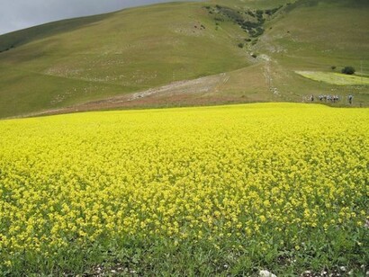 Campi fioriti dell'Umbria