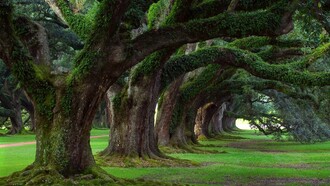 Il mistero delle foreste