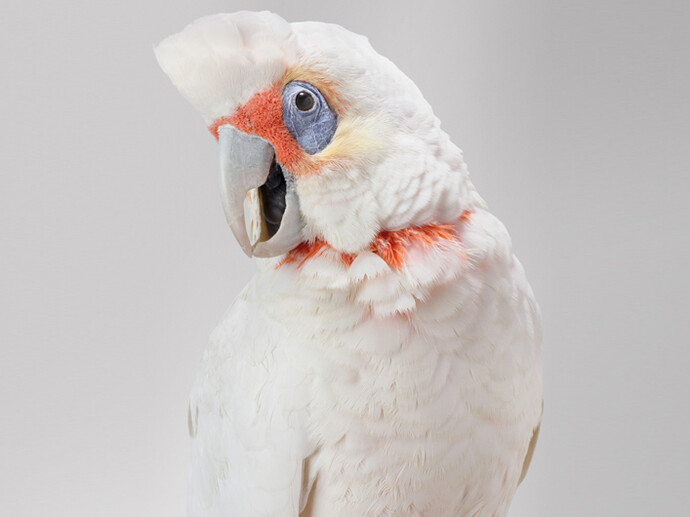 Leila Jeffreys 'Bob' Long-Billed Corella, 2012, Photograph on archival fibre based cotton rag paper, Ed 6, 140 x 111 cm or Ed. 50 91 x 72 cm