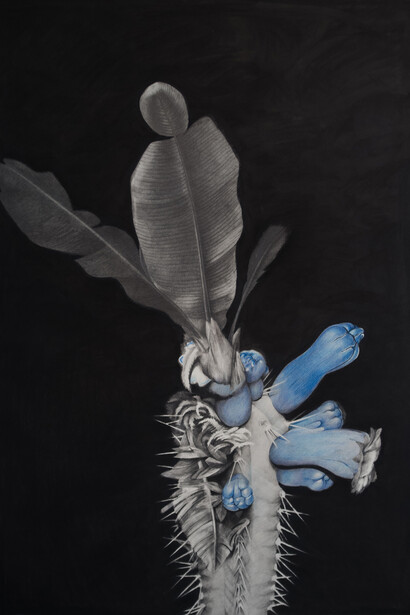David Porchy, Constellation n°3, L'atelier (Cactus), 2014, Graphite, pierre noire et crayon de couleur sur papier, 100 x 70 cm, Courtesy Galerie Mariska Hammoudi