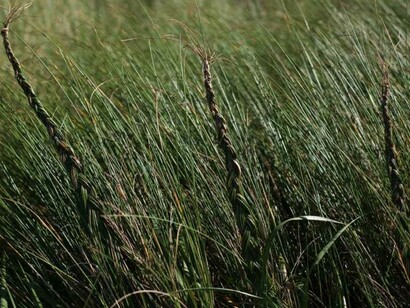 Día de Fiesta. Courtesy of Xippas Gallery