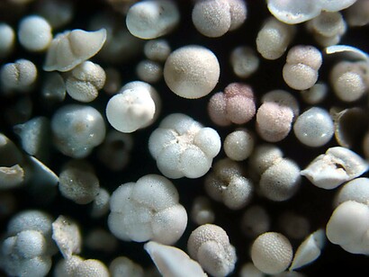 Foraminiferi, Globigerine fossili