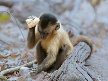 Macaca fascicularis aurea che utilizza uno strumento litico per facilitare il reperimento del cibo