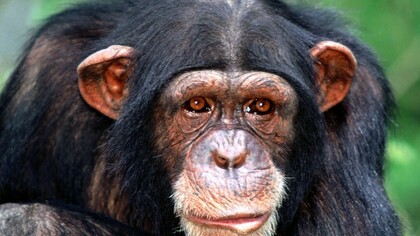 A chimpanzee