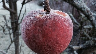 Una manzana congelada por las inclemencias del invierno
