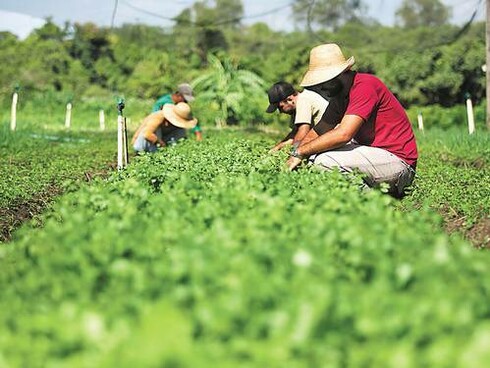 Coltivazioni agroecologiche