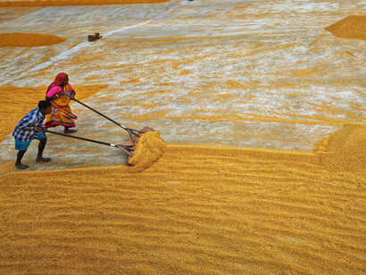 Habra, West Bengal, India, female workers spreading grains to dry in the sun, showcasing women's labor in South Asia
