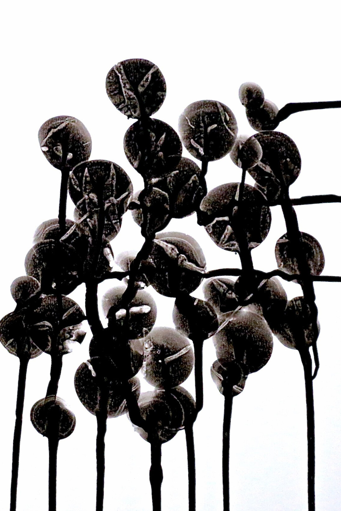 David Degreef-Mounier, Discoveries, 57 x 42 cm, Indian ink on paper © ArtMoorHouse