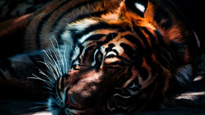 Has the tiger had its day?
