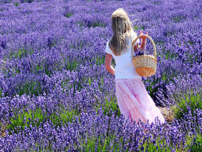 La raccolta della lavanda