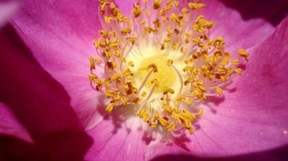 Rosa gallica officinalis