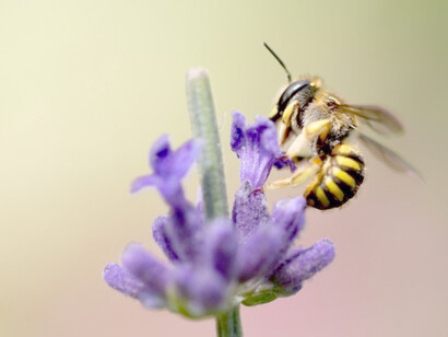 Bee