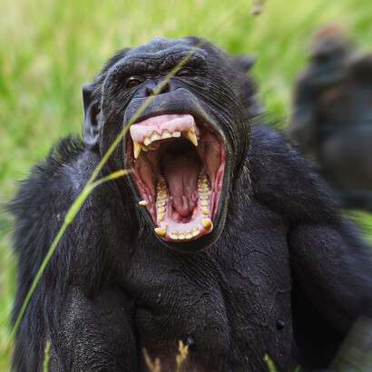Chimpancé común («Pan troglodytes») mostrando un comportamiento agresivo