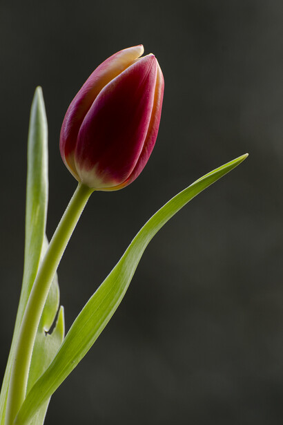 La grazia del tulipano