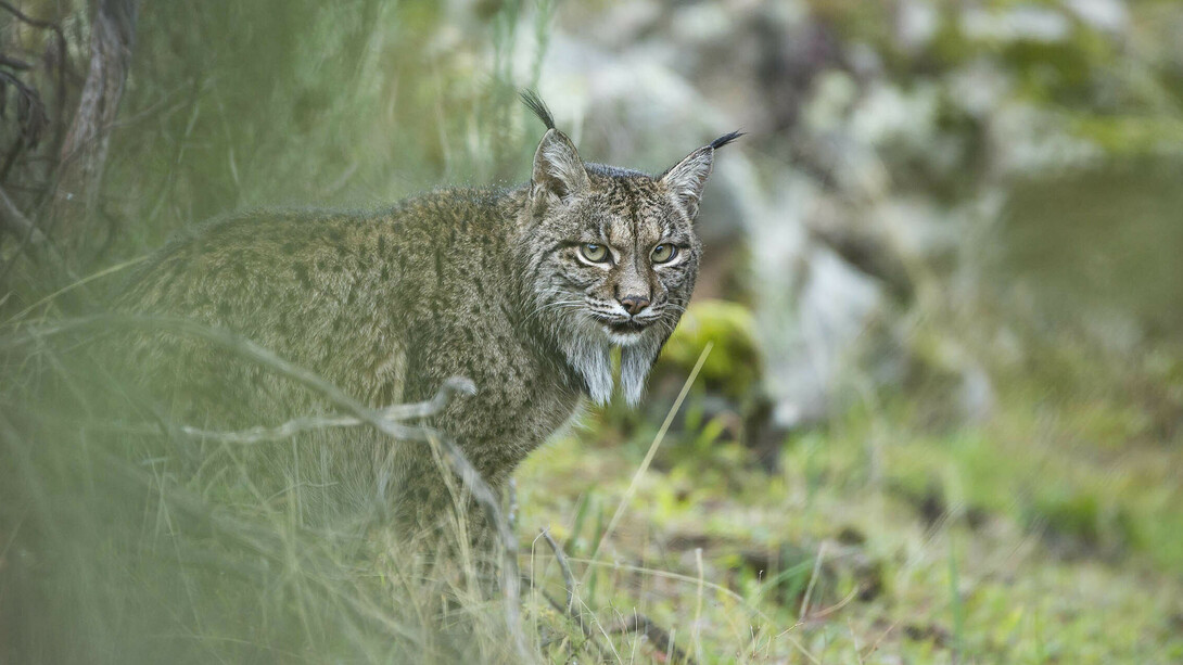 Wildlife Photographer of the Year. Courtesy of La fortezza Firmafede