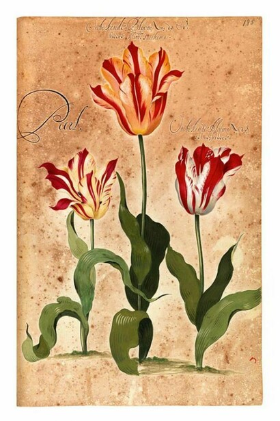 Pagina del Franciscus De Geest, florilegio Hortus Amoenissimus, 