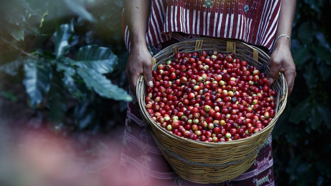 Recolectando las bayas rojas de los cafetos en el Eje Cafetero de Colombia