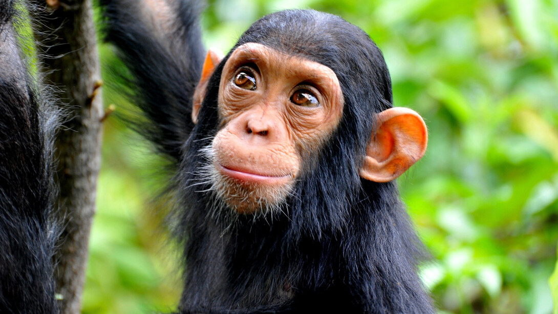 Mycobacterium leprae bacteria is the causative agent of leprosy